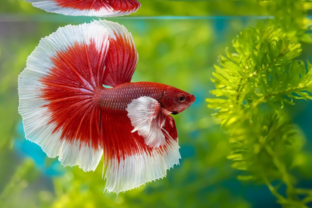 Betta Fish