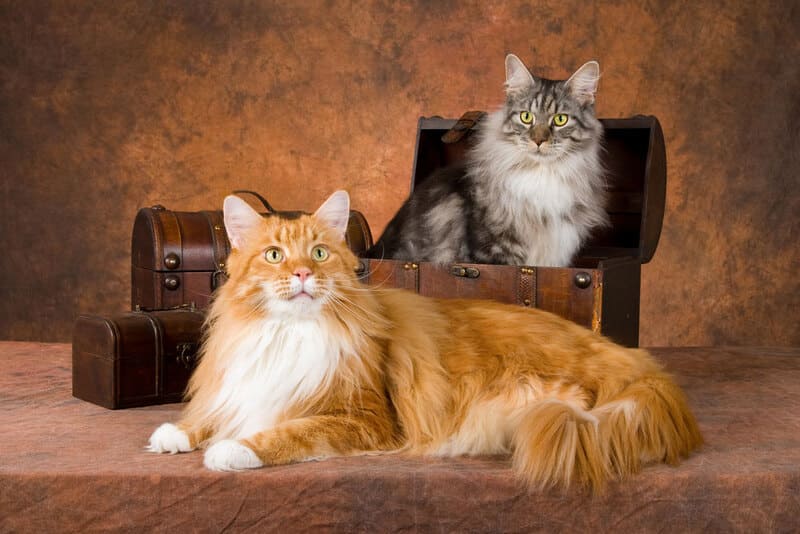 Maine Coon The Gentle Giant